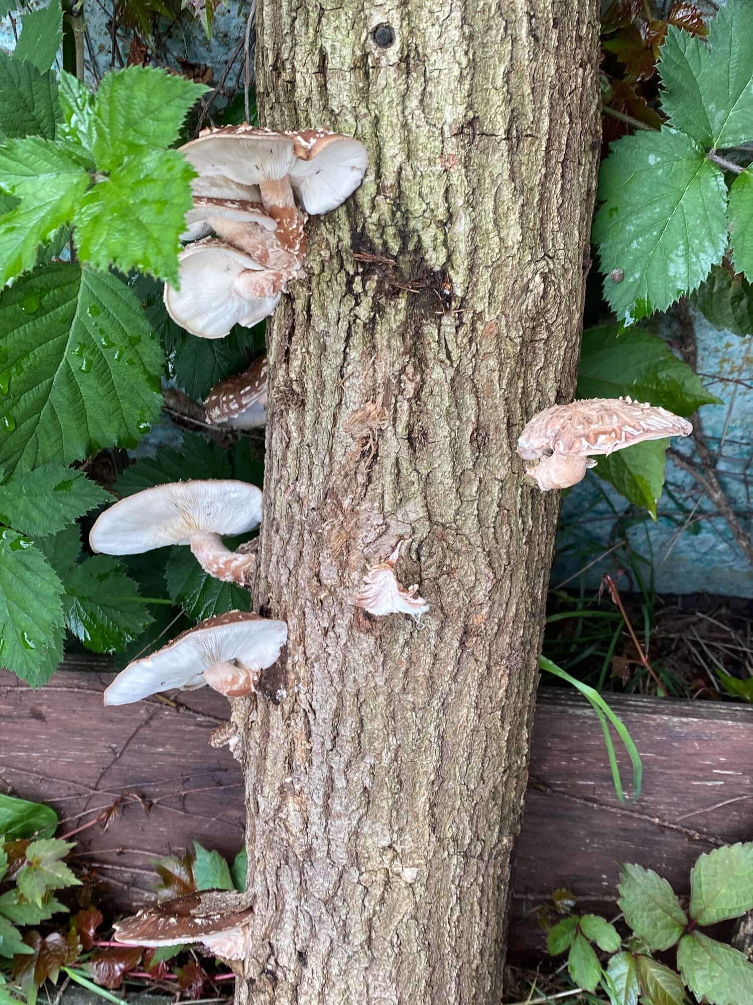 Een omgevallen stam in het groen, dicht begroeid met witte zwammen.